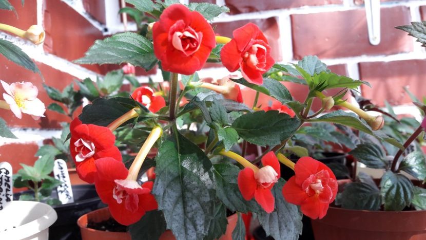  - 10 Achimenes 2019