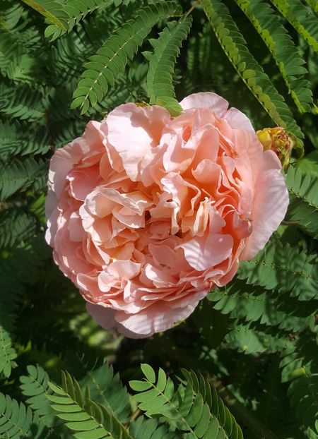 20190612_121115-1 - U-GRADINA MEA