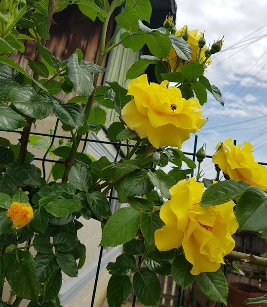  - U-GRADINA MEA