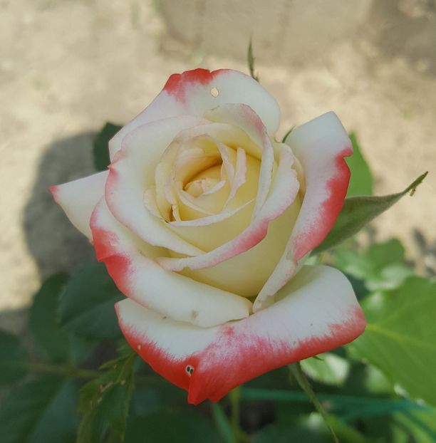  - U-GRADINA MEA