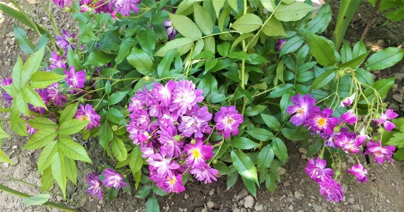  - U-GRADINA MEA