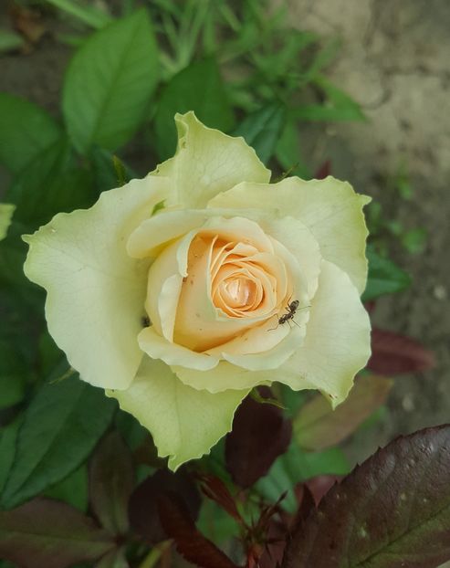  - U-GRADINA MEA