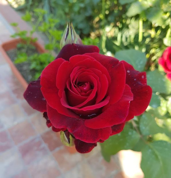  - U-GRADINA MEA