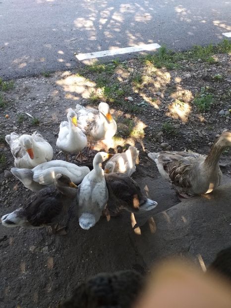  - Boboci de gasca 2019