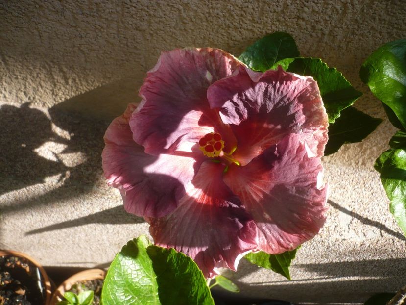 16.06.2019 - HIBISCUSI 2019-1