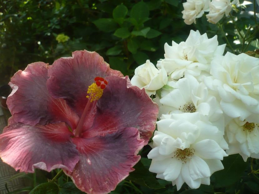 P1410914 - HIBISCUSI 2019-1