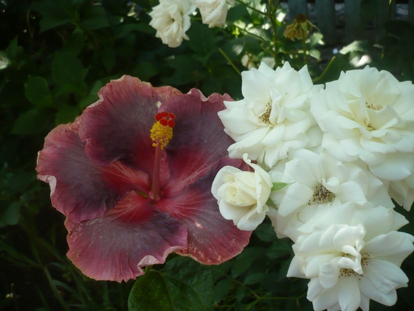 P1410915 - HIBISCUSI 2019-1