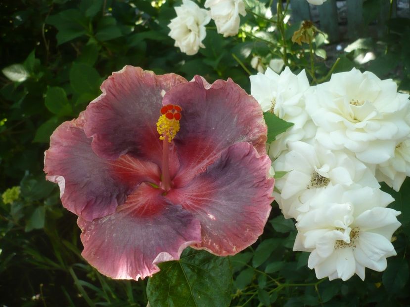 P1410916 - HIBISCUSI 2019-1