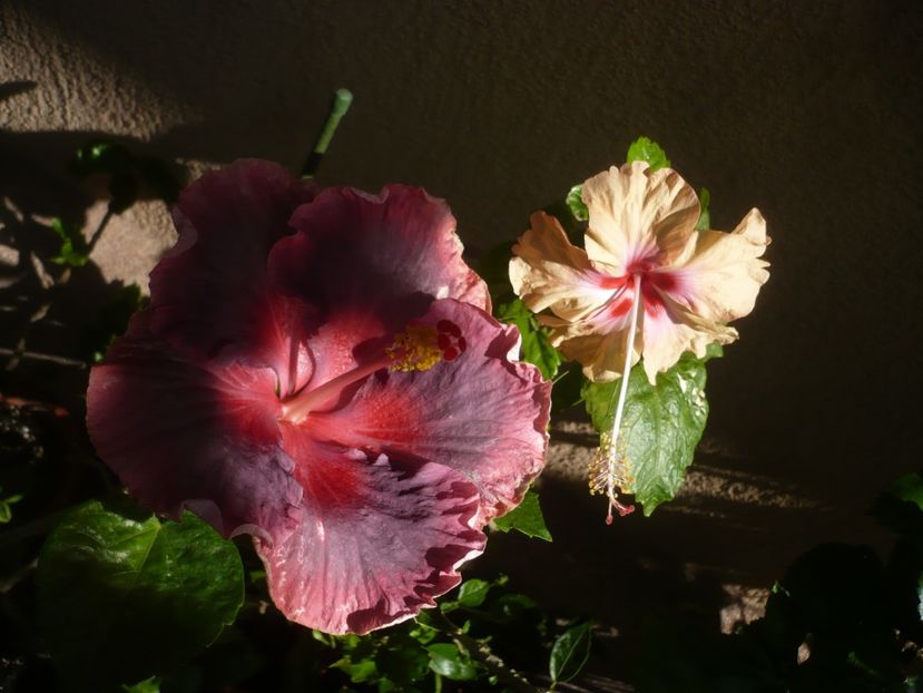 P1410917 - HIBISCUSI 2019-1