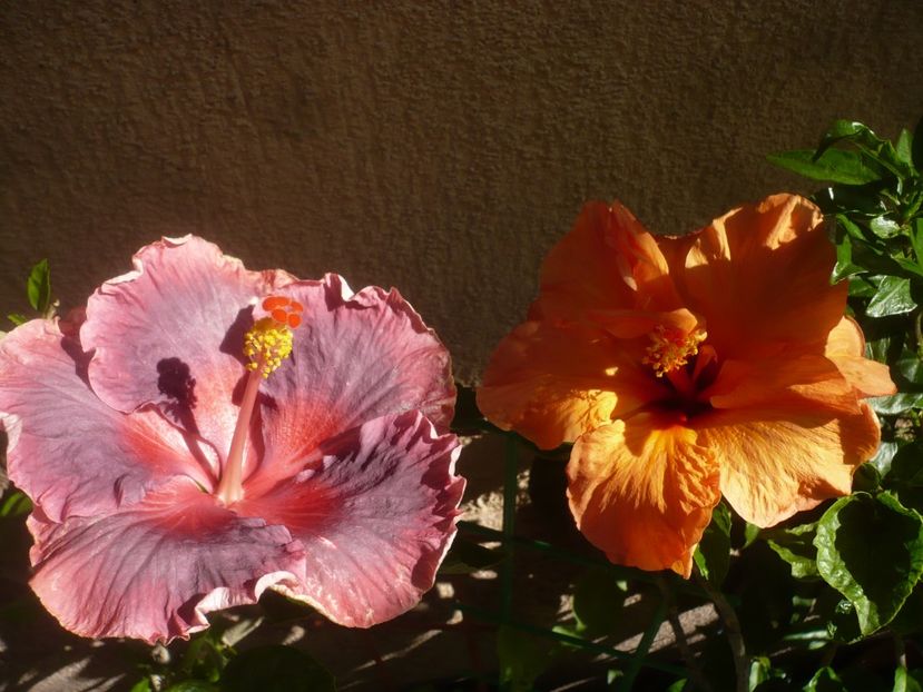 P1410920 - HIBISCUSI 2019-1