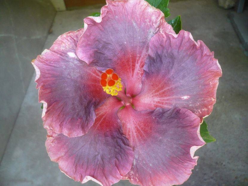 P1410921 - HIBISCUSI 2019-1