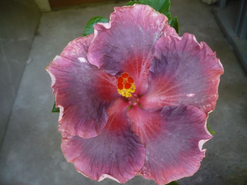 P1410922 - HIBISCUSI 2019-1