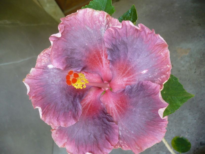 P1410923 - HIBISCUSI 2019-1