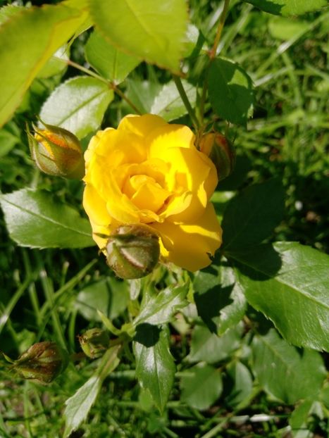 16 iunie - Trandafiri 2019