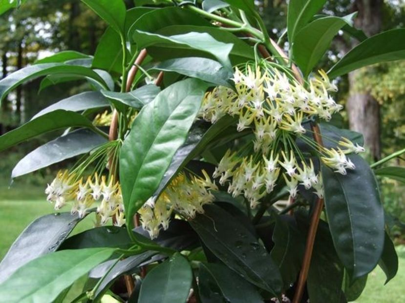 Hoya multiflora - Caut