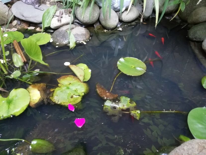 - Gradina 2019
