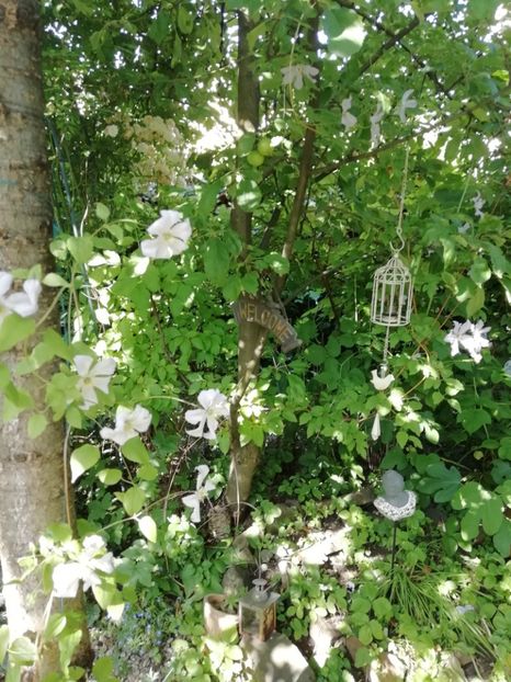  - Gradina 2019