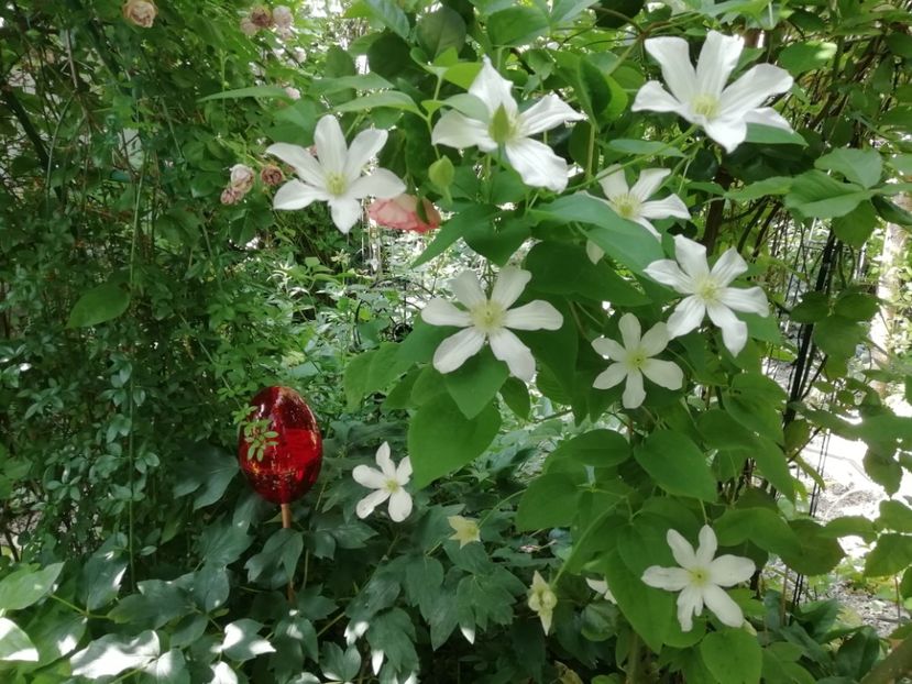 Clematis Huldine - Gradina 2019