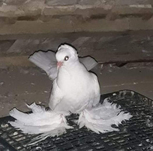  - Porumbei siberieni