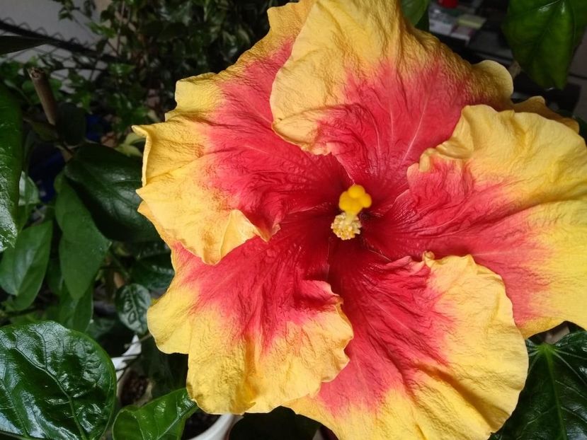  - Tahitian Rainbow Sands