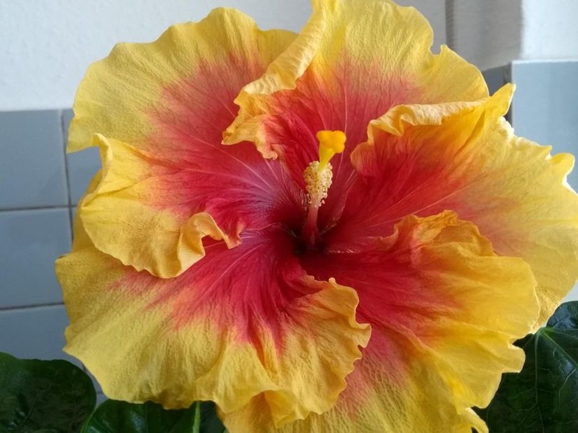  - Tahitian Rainbow Sands