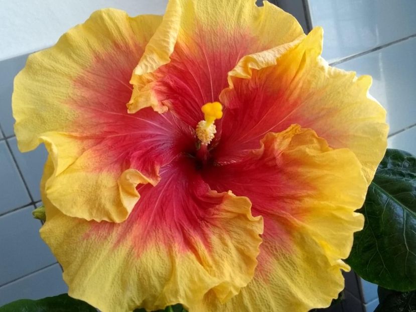  - Tahitian Rainbow Sands