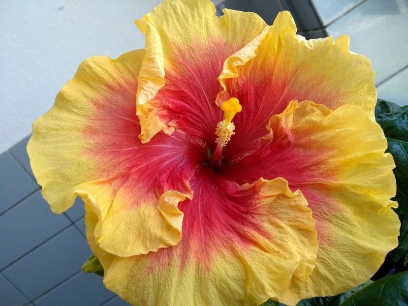  - Tahitian Rainbow Sands