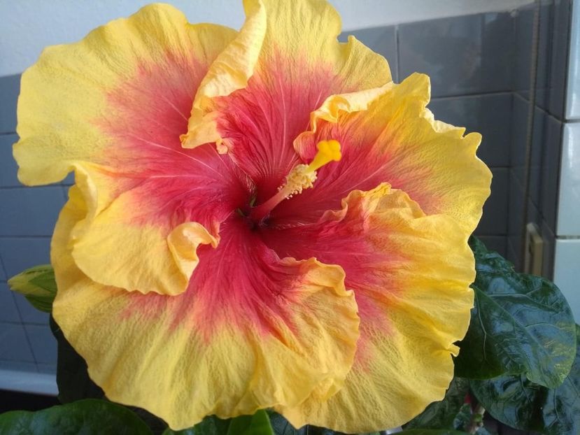  - Tahitian Rainbow Sands