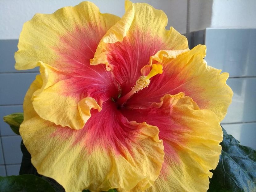  - Tahitian Rainbow Sands