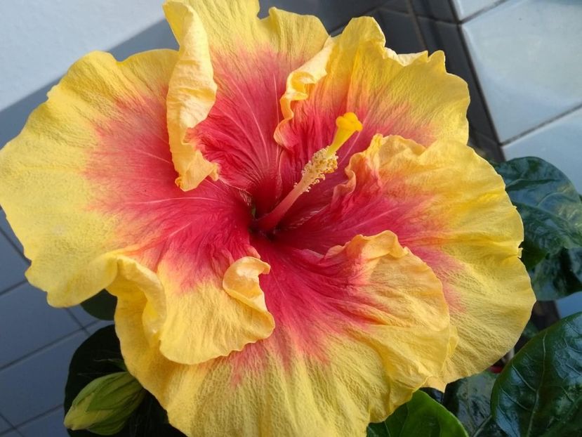  - Tahitian Rainbow Sands