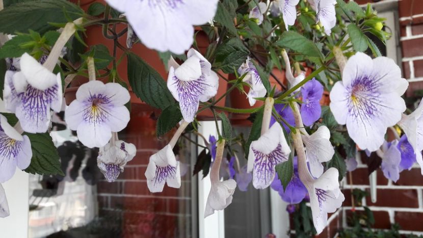 cand ii vad asa ma doare sufletul - 10 Achimenes 2019