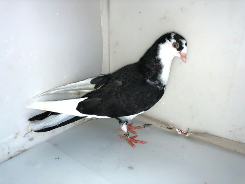 6919  mascul  2019 - Plecați ALBUM 2