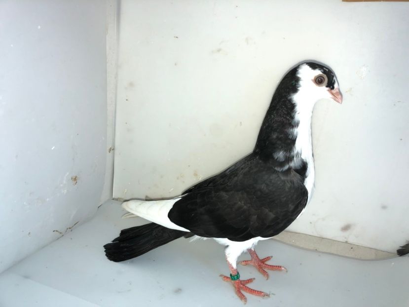 6911  femelă  2019 - Plecați ALBUM 2