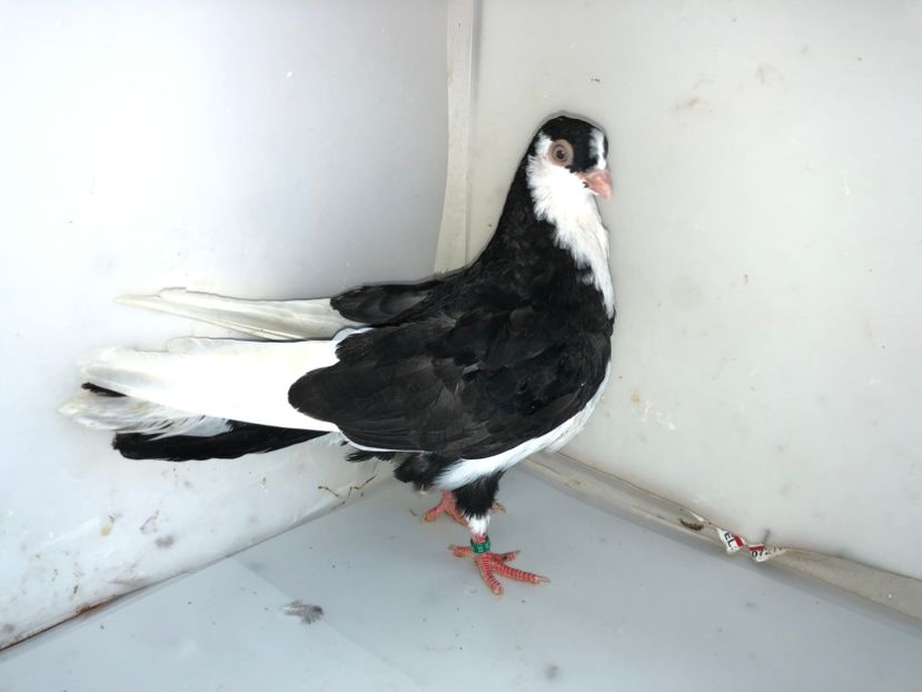 6914  mascul  2019 - Plecați ALBUM 2