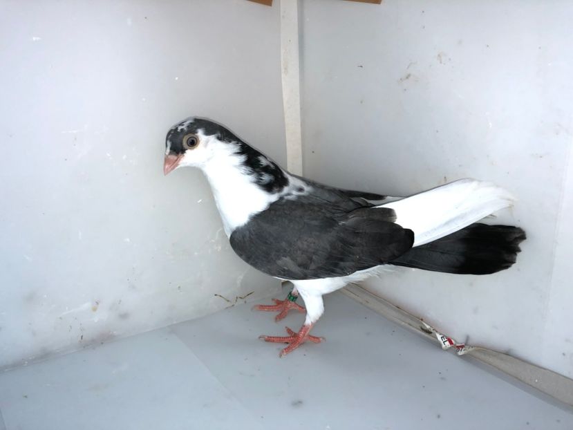 6939  mascul  2019_1 - tineret 2019