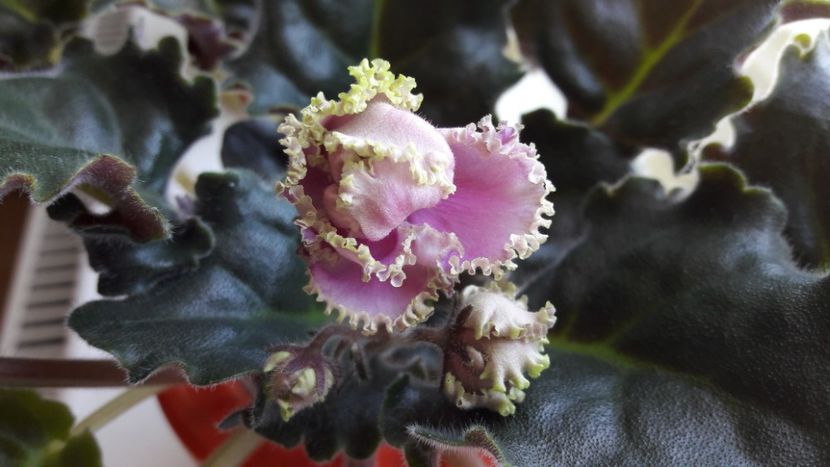  - LE Venskoe kruzhevo