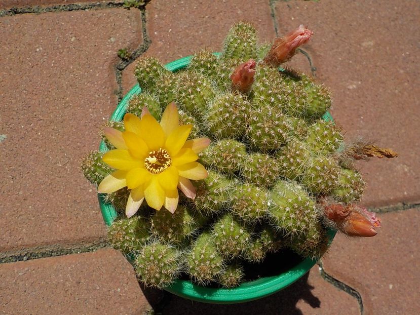  - chamaecereus sylvestris