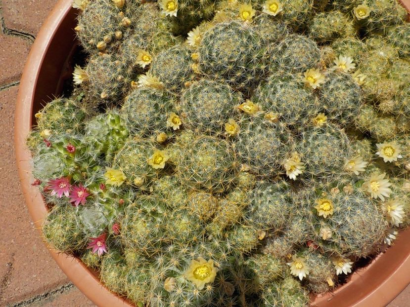  - mammillaria prolifera