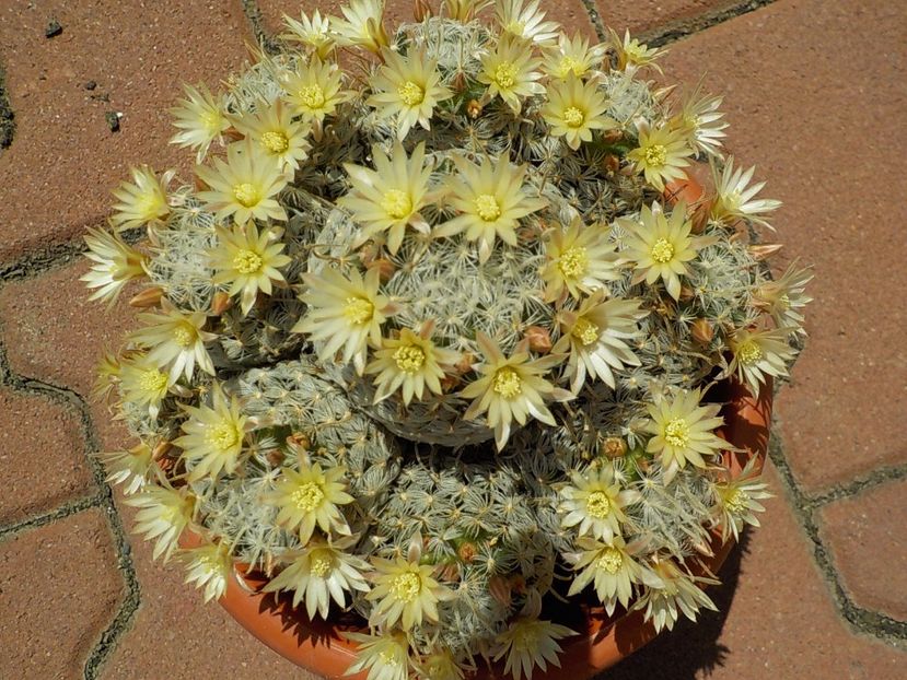  - mammillaria duwei