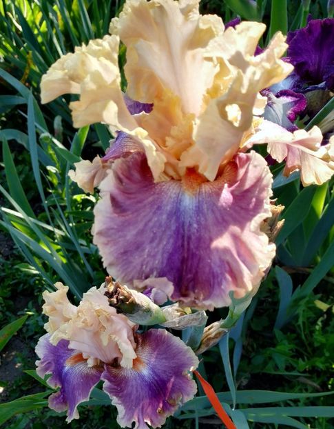 Act of Kindness-terminat - Irisi-oferta 2019- album 2