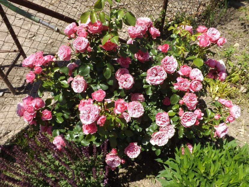  - Leonardo da Vinci- 2