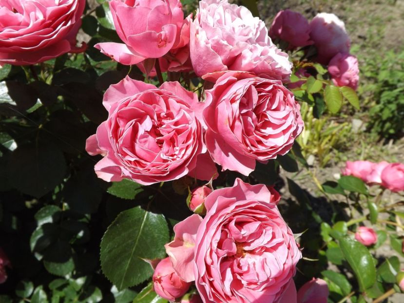  - Leonardo da Vinci- 2