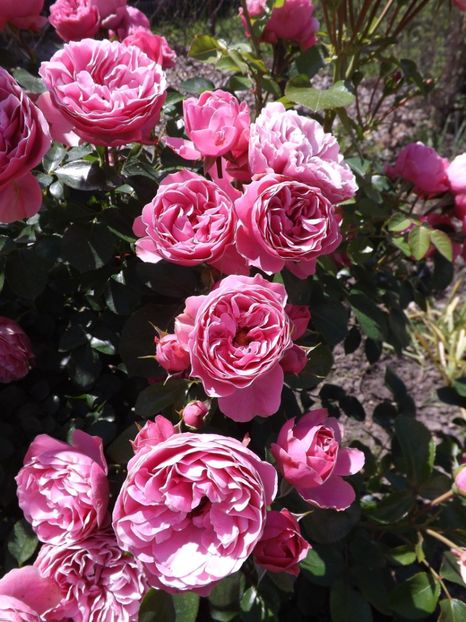  - Leonardo da Vinci- 2