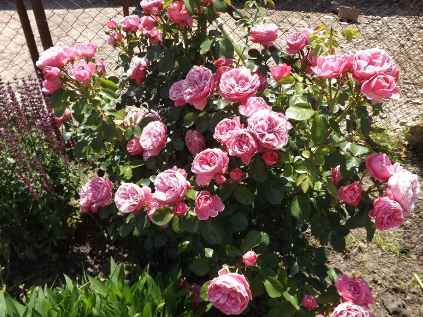  - Leonardo da Vinci- 2