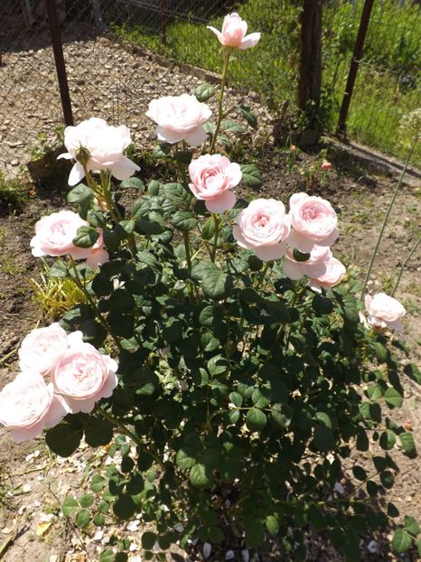  - Queen of Sweden - 4