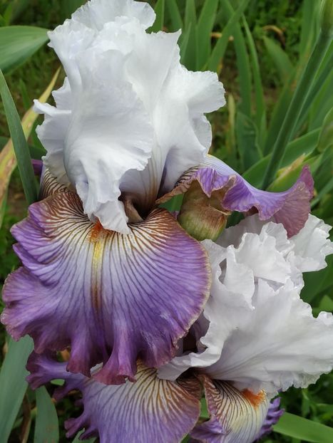 Arthouse-terminat - Irisi-oferta 2019- album 2