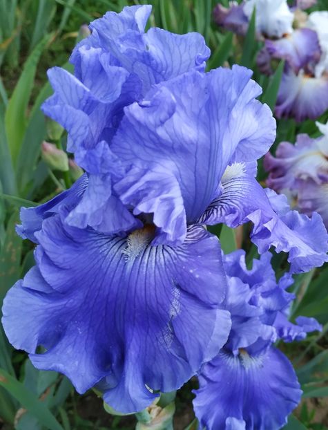 Astro Blue-terminat - Irisi-oferta 2019- album 2