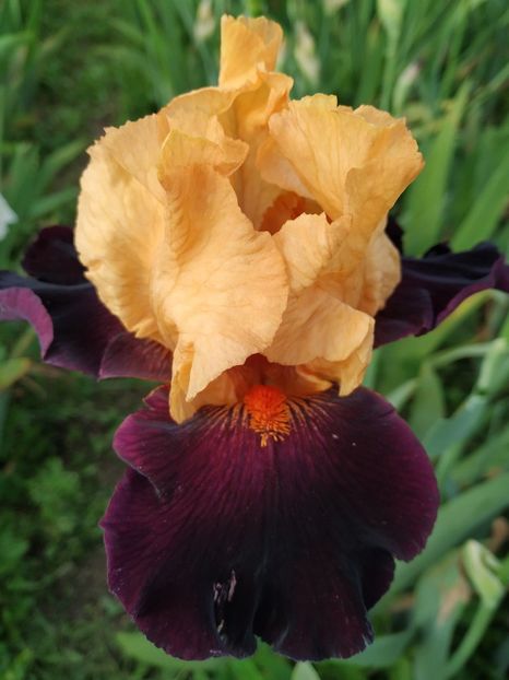 Brilliant Disguise-terminat - Irisi-oferta 2019- album 2