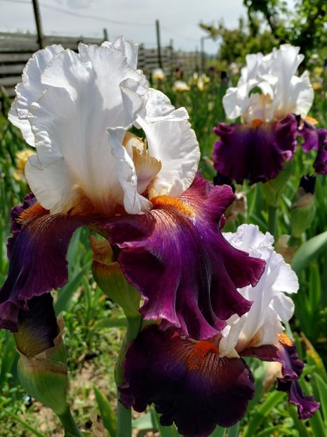 Connection-terminat - Irisi-oferta 2019- album 2