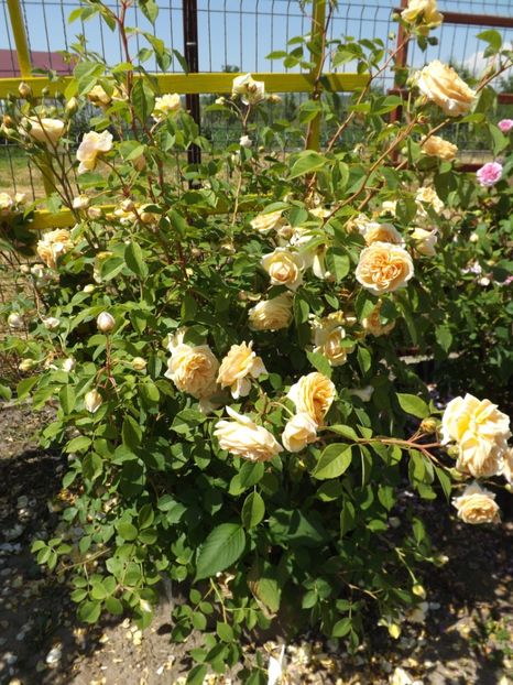  - Teasing Georgia -7